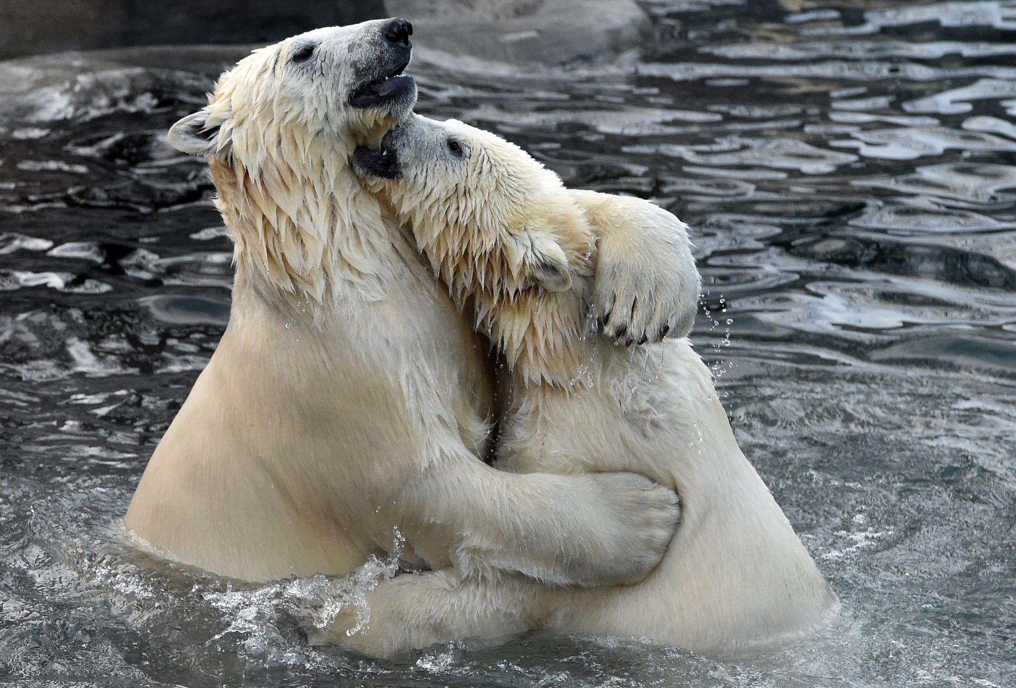 Two polar bears play in the water in their enclosure at Moscow's zoo on December 10, 2015. / AFP / VASILY MAXIMOV        (Photo credit should read VASILY MAXIMOV/AFP via Getty Images)