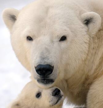 A mother polar bear plays with one of her three cubs born in last November, at the Moscow Zoo, on March 22, 2012.  AFP PHOTO / ANDREY SMIRNOV (Photo credit should read ANDREY SMIRNOV/AFP via Getty Images)