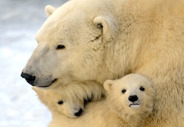 Riscaldamento globale, orsi polari a rischio estinzione entro il 2100