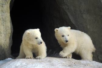 Two of the three polar bear cubs born in last November, walk in their enclosure at the Moscow Zoo, on March 22, 2012.  AFP PHOTO / ANDREY SMIRNOV (Photo credit should read ANDREY SMIRNOV/AFP via Getty Images)