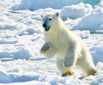 NORTH SPITSBERGEN, NORWAY - JUNE 06: A female polar bear ventures close to a visiting boat over the moving ice flow on June 6, 2012 in Vaigattfjellet, North Spitsbergen, Norway. North Spitsbergen expects a record 39,000 tourists this year as the region has been boosted by the exposure from recent television documentaries and was also the site of a tragedy last year when British teenager Horatio Chapple, 17, was attacked and killed near the Von Postbreen glacier on the island. (David Yarrow/Getty Images)