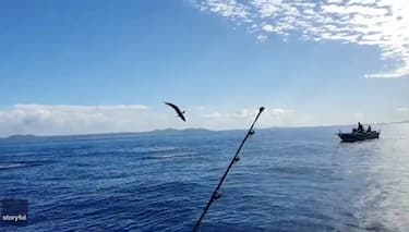 Gli spettacolari salti in aria di uno squalo in Australia. VIDEO