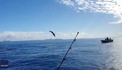 Gli spettacolari salti in aria di uno squalo in Australia. VIDEO