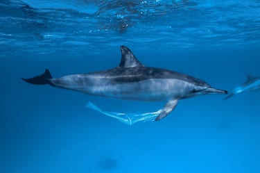 RED SEA, EGYPT - APRIL 2004: A spinner dolphin (Stenella longirostris) is carrying a plastic waste on its pectoral fin on April 08, 2004 off Egypt, Red Sea. Plastic waste is catastrophic for marine animals which can cause serious injuries and also their death, by strangulation or suffocation. (Photo by Alexis Rosenfeld/Getty Images)