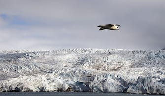 A Harvest Northern Fulmar flies near the Nordenskjoldbreen glacier in the Spitbergen province of the Svalbard archipelago, in the Arctic Ocean on July 19, 2015. AFP PHOTO / DOMINIQUE FAGET        (Photo credit should read DOMINIQUE FAGET/AFP via Getty Images)