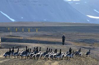 TO GO WITH AFP STORY BY CELINE SERRAT
A group of barnacle geese walk in the scientific base of Ny Alesund in the Svalbard archipelago, on July 21, 2015. AFP PHOTO / DOMINIQUE FAGET        (Photo credit should read DOMINIQUE FAGET/AFP via Getty Images)