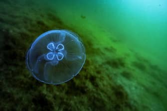 This picture taken in Bouzigues, near Montpellier, on July 2, 2019 shows a jellyfish. (Photo by Boris HORVAT / AFP)        (Photo credit should read BORIS HORVAT/AFP via Getty Images)