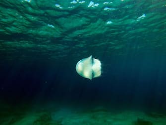 657704116 A jellyfish swims off the coast of Protaras on the south east coast of Cyprus on March 25, 2017. / AFP PHOTO / Emily IRVING-SWIFT (Photo credit should read EMILY IRVING-SWIFT/AFP via Getty Images)