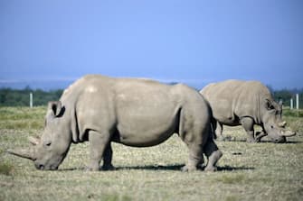 1163317738 Fatu (background), 19, and her mother Najin, 30, two female northern white rhinos, the last two northern white rhinos left on the planet, graze in their secured paddock on August 23, 2019 at the Ol Pejeta Conservancy in Nanyuki, 147 kilometres north of the Kenyan capital, Nairobi. - Veterinarians have successfully harvested eggs from the last two surviving northern white rhinos, taking them one step closer to bringing the species back from the brink of extinction, scientists said in Kenya on August 23. Science is the only hope for the northern white rhino after the death last year of the last male, named Sudan, at the Ol Pejeta Conservancy in Kenya where the groundbreaking procedure was carried out August 22, 2019. (Photo by TONY KARUMBA / AFP) (Photo by TONY KARUMBA/AFP via Getty Images)