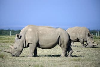 Fatu (background), 19, and her mother Najin, 30, two female northern white rhinos, the last two northern white rhinos left on the planet, graze in their secured paddock on August 23, 2019 at the Ol Pejeta Conservancy in Nanyuki, 147 kilometres north of the Kenyan capital, Nairobi. - Veterinarians have successfully harvested eggs from the last two surviving northern white rhinos, taking them one step closer to bringing the species back from the brink of extinction, scientists said in Kenya on August 23. Science is the only hope for the northern white rhino after the death last year of the last male, named Sudan, at the Ol Pejeta Conservancy in Kenya where the groundbreaking procedure was carried out August 22, 2019. (Photo by TONY KARUMBA / AFP) (Photo by TONY KARUMBA/AFP via Getty Images)