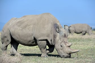 Najin (foreground), 30, and daughter Fatu, 19, two female northern white rhinos, the last two northern white rhinos left on the planet, graze in their secured paddock on August 23, 2019 at the Ol Pejeta Conservancy in Nanyuki, 147 kilometres north of the Kenyan capital, Nairobi. - Veterinarians have successfully harvested eggs from the last two surviving northern white rhinos, taking them one step closer to bringing the species back from the brink of extinction, scientists said in Kenya on August 23. Science is the only hope for the northern white rhino after the death last year of the last male, named Sudan, at the Ol Pejeta Conservancy in Kenya where the groundbreaking procedure was carried out August 22, 2019. (Photo by TONY KARUMBA / AFP) (Photo by TONY KARUMBA/AFP via Getty Images)