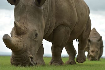 Fatu (front) and Najin, the only two remaining female northern white rhinos graze, in a paddock on March 20, 2018 at the ol-Pejeta conservancy in Nanyuki, north of capital Nairobi.
Sudan, the last male northern white rhino, has died in Kenya at the age of 45, after becoming a symbol of efforts to save his subspecies from extinction, a fate that only science can now prevent.  / AFP PHOTO / TONY KARUMBA        (Photo credit should read TONY KARUMBA/AFP via Getty Images)