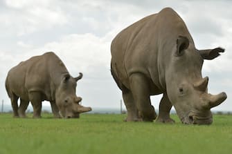 Najin (R) and Fatu, the only two remaining female northern white rhino, graze in her paddock on March 20, 2018 at the ol-Pejeta conservancy in Nanyuki, north of capital Nairobi.
Sudan, the last male northern white rhino, has died in Kenya at the age of 45, after becoming a symbol of efforts to save his subspecies from extinction, a fate that only science can now prevent.  / AFP PHOTO / TONY KARUMBA        (Photo credit should read TONY KARUMBA/AFP via Getty Images)