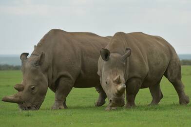 Kenya, i ricercatori provano a salvare il rinoceronte bianco del Nord