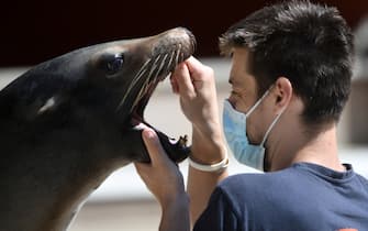 A trainer wearing a protective mask looks into the mouth of a sea lion, in the zoo of the French western city of La Fleche, on May 23, 2020, after the country eased lockdown measures taken to curb the spread of the COVID-19 pandemic, caused by the novel coronavirus. (Photo by Jean-Francois MONIER / AFP) (Photo by JEAN-FRANCOIS MONIER/AFP via Getty Images)