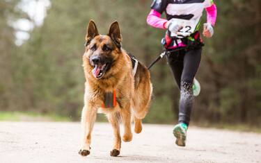 Dog sport, le regole per mantenersi in forma con il proprio cane