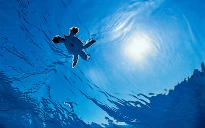 Salvare gli oceani, l’Onu lancia il decennio del mare