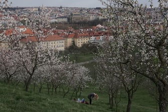 A couple rest under blossoming trees on March 29, 2017, at Petrin hill, in Prague.  / AFP PHOTO / Michal Cizek        (Photo credit should read MICHAL CIZEK/AFP via Getty Images)
