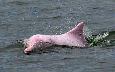 Rarissimo delfino rosa avvistato nella baia di Hong Kong