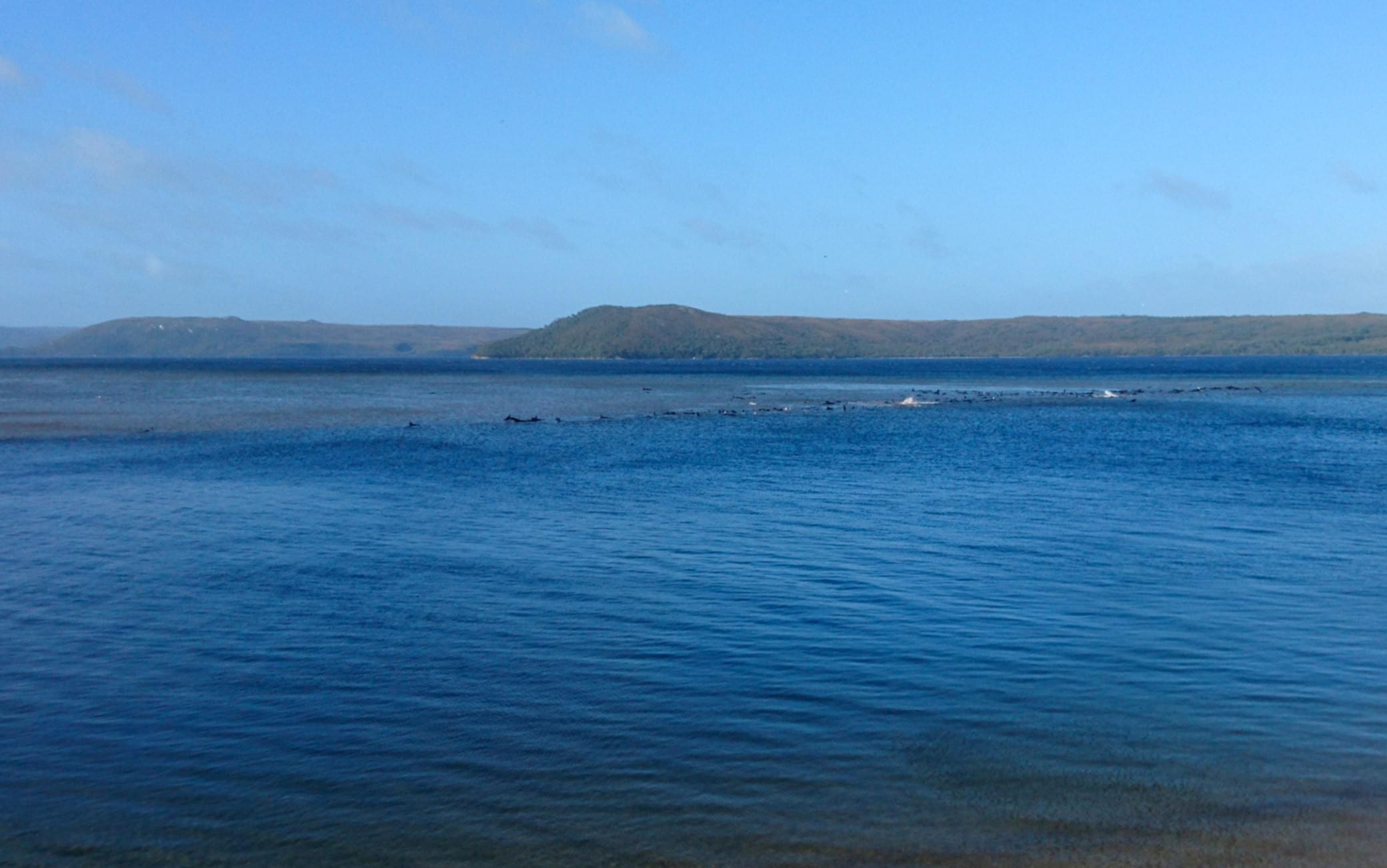 Le balene bloccate in una baia in Tasmania Balene spiaggiate Tasmania