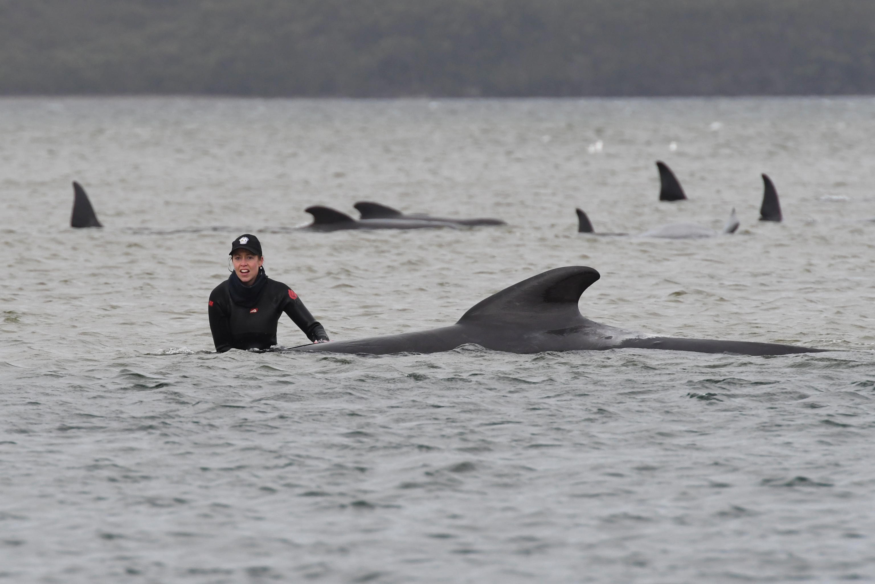 epaselect AUSTRALIA ANIMALS WHALES STRANDED epaselect epa08687623 A person stands next to a stranded pilot whale at Macquarie Harbour, Tasmania, Australia, 22 September 2020. A large rescue mission to save approximately 270 pilot whales has begun. According to reports 90 whales have perished. EPA/BRODIE WEEDING / POOLL AUSTRALIA AND NEW ZEALAND OUT