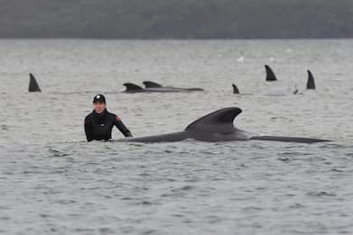 Tasmania, centinaia di balene spiaggiate: morte più di 90