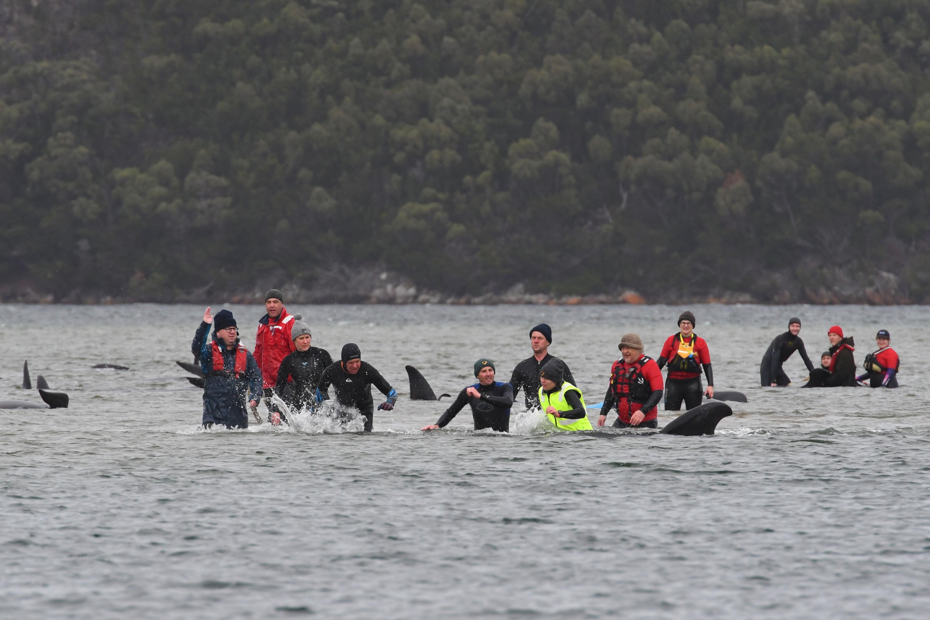Le operazioni di salvataggio Balene Spiaggiate Tasmania