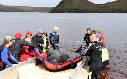 Balene spiaggiate in Tasmania, le operazioni di salvataggio. LE FOTO