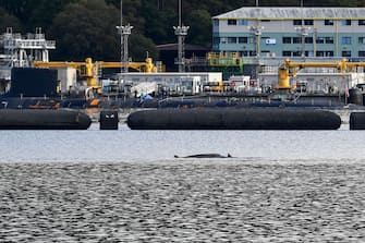 GARELOCHEAD, SCOTLAND - OCTOBER 01: Two of the three Northern Bottlenose whales is seen in the Gare Loch as boats try to herd them into the open sea ahead of a military exercise starting in the region on October 1, 2020 in Garelochhead, Argyll and Bute. Three northern bottlenose whales have been stuck in Gare Loch near Faslane Naval Base, apparently unable to find their way back to the North Atlantic. (Photo by Jeff J Mitchell/Getty Images)