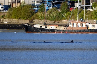 GARELOCHEAD, SCOTLAND - OCTOBER 01: Three Northern Bottlenose are seen after boats attempted to herd them from the Gare Loch into the open sea ahead of a military exercise starting in the region on October 1, 2020 in Garelochhead, Argyll and Bute. Three northern bottlenose whales have been stuck in Gare Loch near Faslane Naval Base, apparently unable to find their way back to the North Atlantic. (Photo by Jeff J Mitchell/Getty Images)