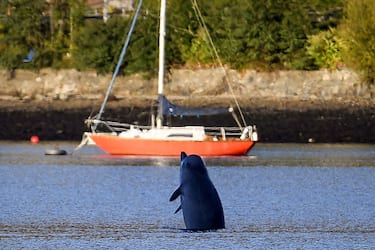 GARELOCHEAD, SCOTLAND - OCTOBER 01: A Northern Bottlenose whale breaches after boats attempted to herd them from the Gare Loch into the open sea ahead of a military exercise starting in the region on October 1, 2020 in Garelochhead, Argyll and Bute. Three northern bottlenose whales have been stuck in Gare Loch near Faslane Naval Base, apparently unable to find their way back to the North Atlantic. (Photo by Jeff J Mitchell/Getty Images)
