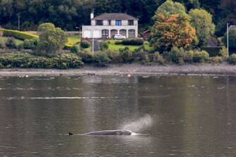 GARELOCHEAD, SCOTLAND - OCTOBER 01: One of the three Northern Bottlenose whales is seen in the Gare Loch as boats try to herd them into the open sea ahead of a military exercise starting in the region on October 1, 2020 in Garelochhead, Argyll and Bute.Three northern bottlenose whales have been stuck in Gare Loch near Faslane Naval Base, apparently unable to find their way back to the North Atlantic. (Photo by Jeff J Mitchell/Getty Images)