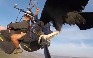 Avvoltoio vola a fianco di un parapendio. VIDEO
