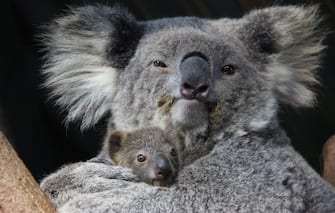 TARONGA CELEBRATES SEASONâ  S FIRST KOALA JOEY
 
Taronga Zoo in Australia is celebrating the arrival of its first koala joey for this yearâ  s breeding season, with a tiny face starting to emerge from its motherâ  s pouch.
The female joey has been spotted mouthing its first eucalyptus leaves and tentatively exploring the world outside the pouch to the delight of keepers and visitors.
At six months old, the joey will continue to gain weight and the fluffy fur for which koalas are known. She will spend at least another four months with her mother before venturing out on her own.
Tour groups have begun meeting Wanda and her joey at Tarongaâ  s Koala Encounter, where they learn more about one of Australiaâ  s most iconic species and how they are under threat from urban development and forestry breaking up their natural habitat.
Part of Tarongaâ  s koala breeding program, the yet-to-be-named joey is the third for experienced mother, Wanda, and the first born at the Zoo this breeding season.
Koala Keeper, Laura Jones said: "Sheâ  s still quite shy, but weâ  re beginning to see her little face more and more. Wanda is a very relaxed and attentive mum. She keeps her little one nice and close at all times and Iâ  ve never seen her complain when the joey is scratching around with its claws inside her pouch.â   

Credit: Taronga Zoo/WENN.com

Where: Mosman, New South Wales, Australia
When: 12 Jun 2015
Credit: Taronga Zoo/WENN.com

**WENN does not claim any ownership including but not limited to Copyright, License in attached material. Fees charged by WENN are for WENN's services only, do not, nor are they intended to, convey to the user any ownership of Copyright, License in material. By publishing this material you expressly agree to indemnify, to hold WENN, its directors, shareholders, employees harmless from any loss, claims, damages, demands, expenses (including legal fees), any causes of action, allegation against WENN arising out of, connected in any way with publication 