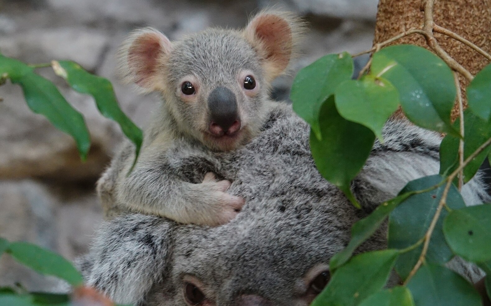 Australia allocates $ 35 million to protect koalas - Italian Post