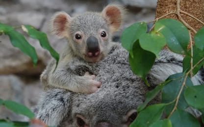 Australia, 35 milioni di dollari per proteggere i koala