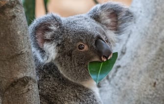 17 April 2019, Saxony, Dresden: The koala female Sydney sits on a tree in her enclosure in the Prof. Brandes house in the zoo. The almost two-year-old female came from Antwerp Zoo to Dresden. Photo: Robert Michael/dpa-Zentralbild/dpa
