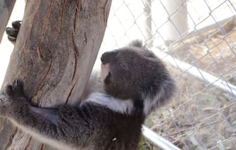 (200130) -- ADELAIDE, Jan. 30, 2020 (Xinhua) -- A koala rests in Adelaide Koala Rescue in Adelaide, Australia, Jan. 28, 2020. TO GO WITH "Feature: Helping fire-injured koalas find their way home" (Photo by Lyu Wei/Xinhua) - Lyu Wei -//CHINENOUVELLE_1.947/2001301409/Credit:CHINE NOUVELLE/SIPA/2001301410