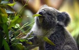 A koala bear sits on a tree branch in its encloser at the zoo in Duisburg, Germany, 29 January 2015. Photo: Horst Ossinger/dpa - NO WIRE SERVICE -
