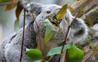 Male koala and Euro 2016 oracle Oobi-Oooobi eats eucalyptus at the zoo in Leipzig, Germany, 15 June 2016. Photo: Jan Woitas/dpa