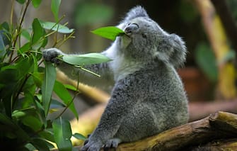 A koala bear sits on a tree branch in its encloser at the zoo in Duisburg, Germany, 29 January 2015. Photo: Horst Ossinger/dpa - NO WIRE SERVICE -