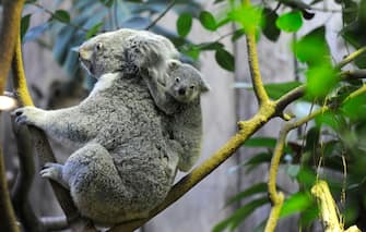 Vittoria degli animalisti, il koala inserito tra le specie protette