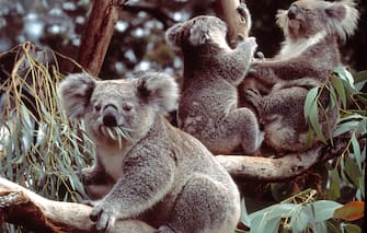 Vittoria degli animalisti, il koala inserito tra le specie protette