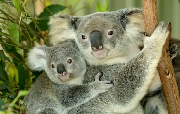 I koala australiani a rischio estinzione prima del 2050