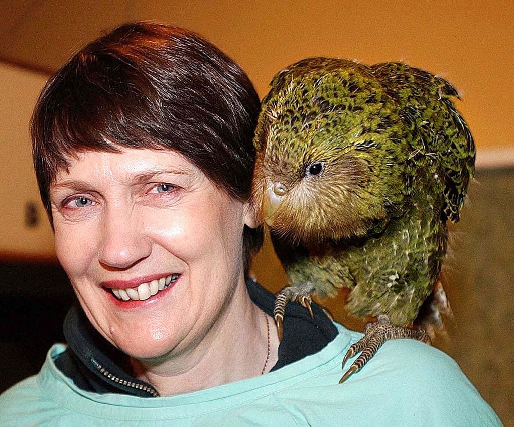 51341973 AUCKLAND, NEW ZEALAND: New Zealand Prime Minister Helen Clark carries on her shoulder an 11-week-old kakapo chick named Marama, during her visit to Burwood Bush, the Department of conservation's hatchery near Te Anau, New Zealand, 25 May 2002. Kakapo, (strigops habroptilus) is a nocturnal owl-like flightless birds that climb trees, remains an endangered species but has been saved from extinction as Prime Minister Clark announced a 39 percent rise in the bird's population over the just-ended bredding season. AFP PHOTO/Barry HARCOURT (Photo credit should read BARRY HARCOURT/AFP via Getty Images)
