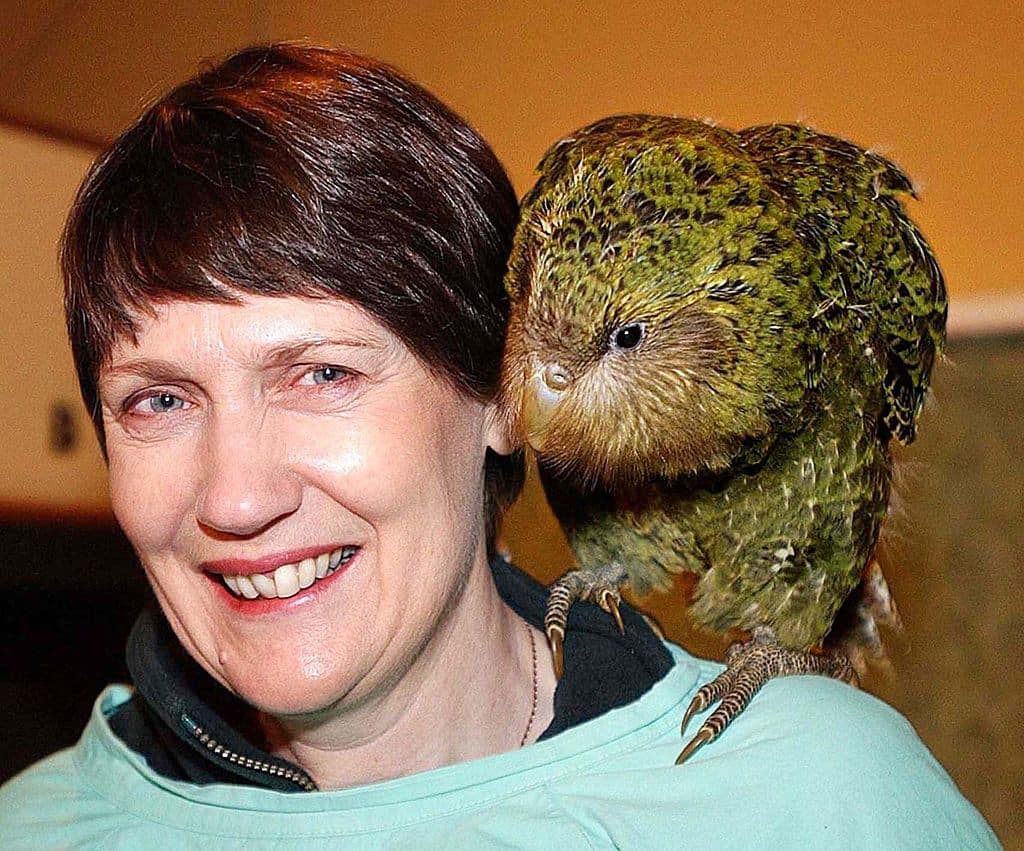 AUCKLAND, NEW ZEALAND:  New Zealand Prime Minister Helen Clark carries on her shoulder an 11-week-old kakapo chick named Marama, during her visit to Burwood Bush, the Department of conservation's hatchery near Te Anau, New Zealand, 25 May 2002.  Kakapo,  (strigops habroptilus) is a nocturnal owl-like flightless birds that climb trees, remains an endangered species but has been saved from extinction as Prime Minister Clark announced a 39 percent rise in the bird's population over the just-ended bredding season.   AFP PHOTO/Barry HARCOURT (Photo credit should read BARRY HARCOURT/AFP via Getty Images)