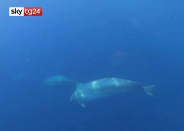 Una nuova specie di balena avvistata in Messico. VIDEO
