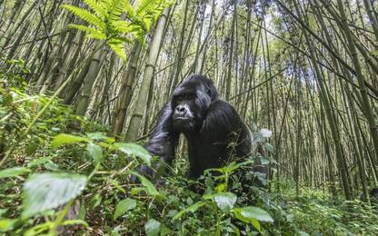 Congo: sei ranger uccisi nel parco nazionale Virunga