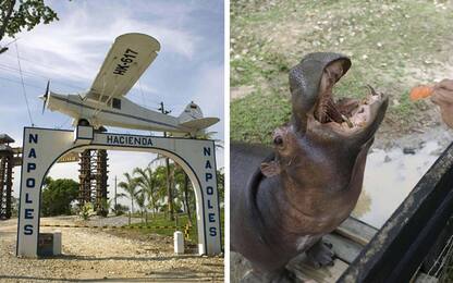 Colombia, gli ippopotami di Escobar sono una minaccia per l'ambiente
