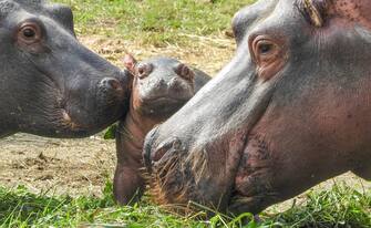 L'ultima nascita, avvenuta al Parco Natura Viva di Bussolengo: quella del piccolo ippopotamo, ancora senza nome, nato da Gonzalo e Camilla, due tra gli otto ippopotami più anziani d'Europa. I due ippopotami hanno dato alla luce nel corso degli anni più di dieci piccoli e questo probabilmente è l'ultimo parto per la femmina. "L'anzianità da primato dei due genitori non allenta le cure esclusive che mamma Camilla riserva al piccolo", spiega in una nota Camillo Sandri, veterinario e direttore tecnico del Parco Natura Viva. "A lui dedica tutto il suo tempo, allattandolo in acqua e tenendolo al sicuro dalle curiosità del fratello maggiore Shombai". L'ultimo nato ha già raddoppiato il peso della nascita - ora sfiora il quintale - ma è ancora presto per determinarne il sesso.
ANSA/Parco Natura Viva di Bussolengo - ANSA PROVIDES ACCESS TO THIS HANDOUT PHOTO TO BE USED SOLELY TO ILLUSTRATE NEWS REPORTING OR COMMENTARY ON THE FACTS OR EVENTS DEPICTED IN THIS IMAGE; NO ARCHIVING; NO LICENSING